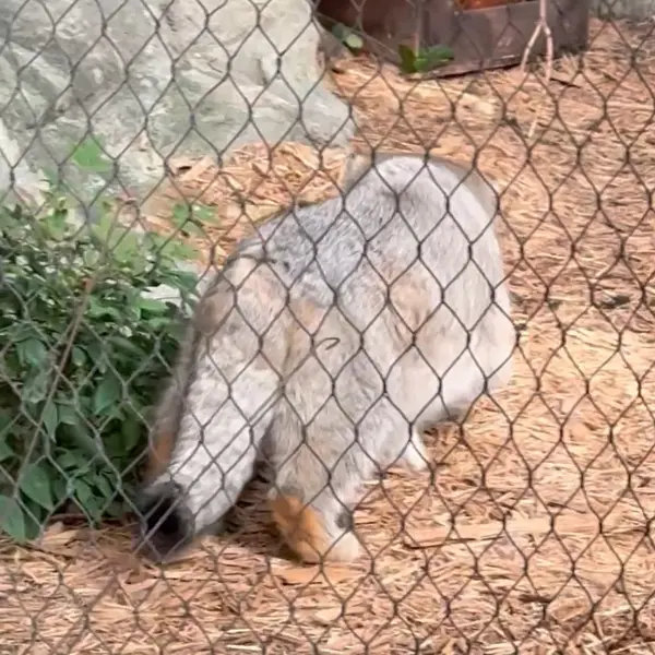 A photograph of Sarnai in Prospect Park Zoo