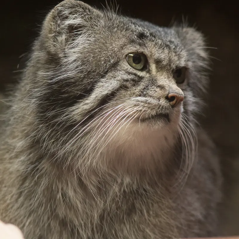 A photograph of Klyon in Ueno Zoological Gardens