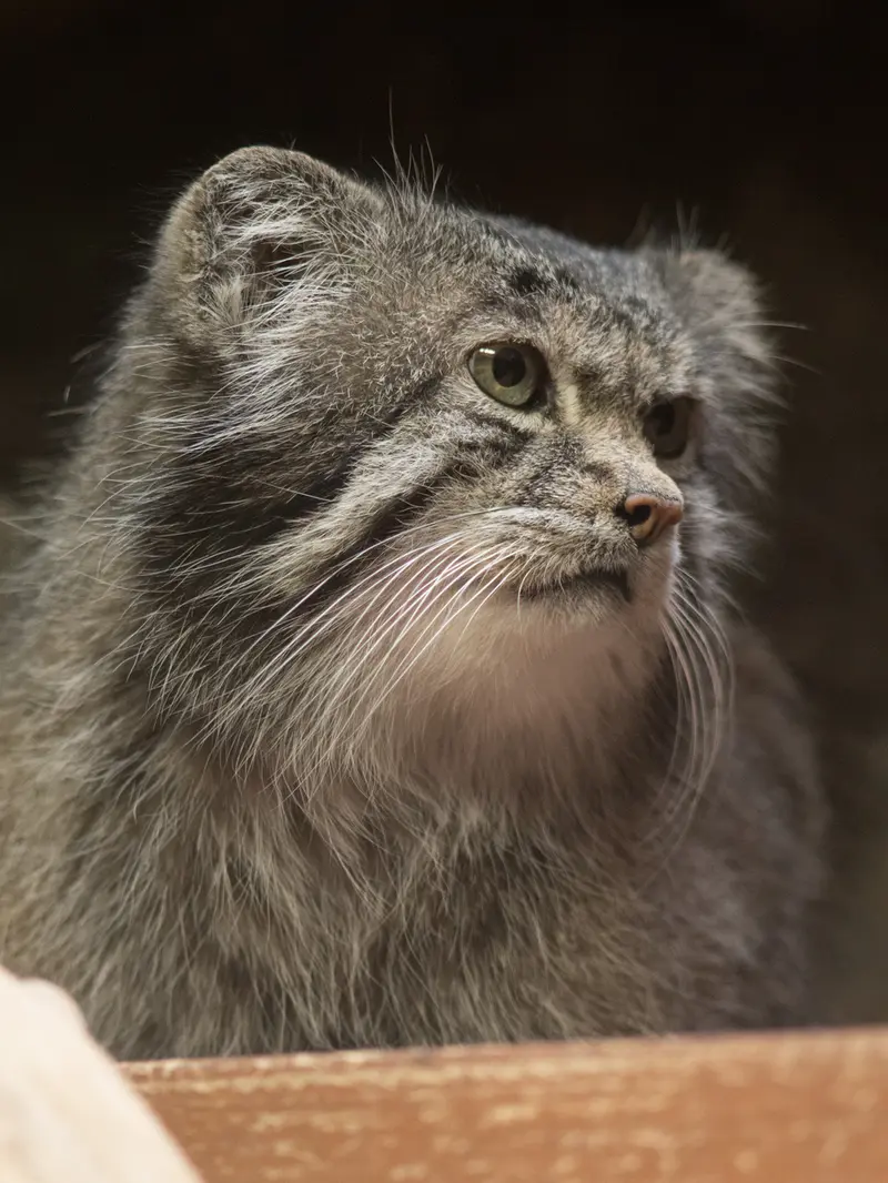 A photograph of Klyon in Ueno Zoological Gardens