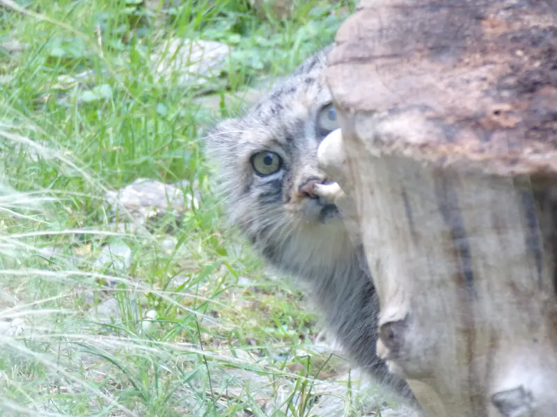 A photograph of Zarina in Wrocław Zoo