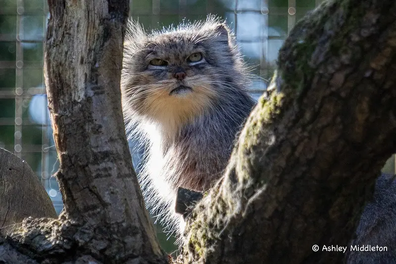 A photograph of a Pallas's cat