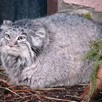A photograph of a Pallas's cat