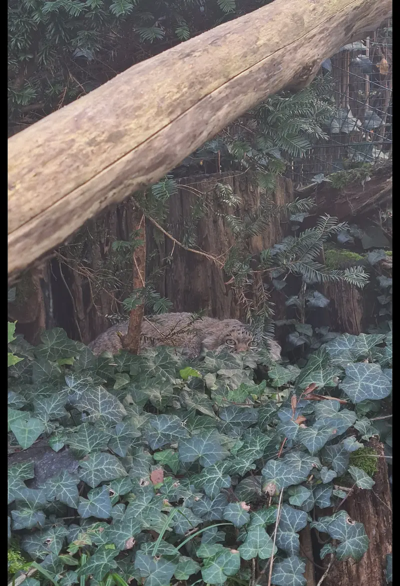 A photograph of a Pallas's cat