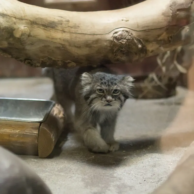 A photograph of Klyon in Ueno Zoological Gardens
