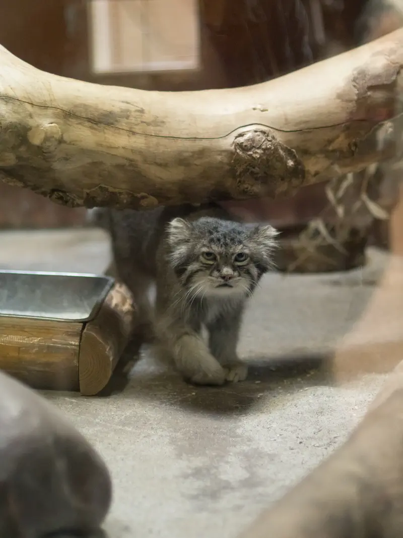A photograph of Klyon in Ueno Zoological Gardens