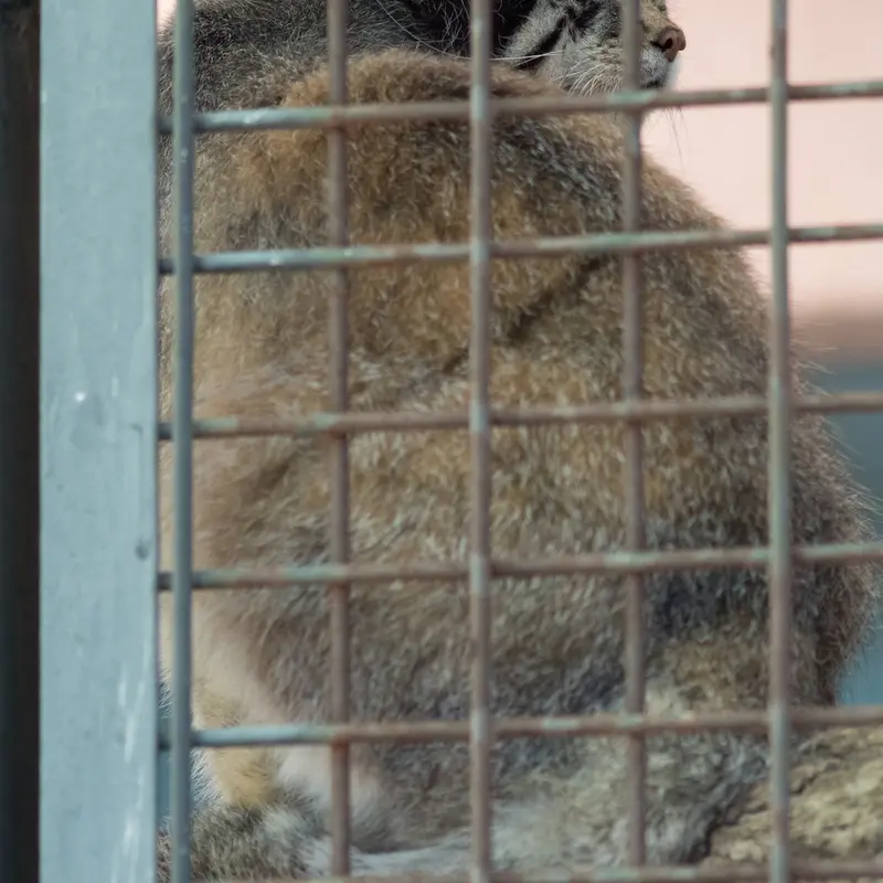 A photograph of Iris in Kobe Oji Zoo