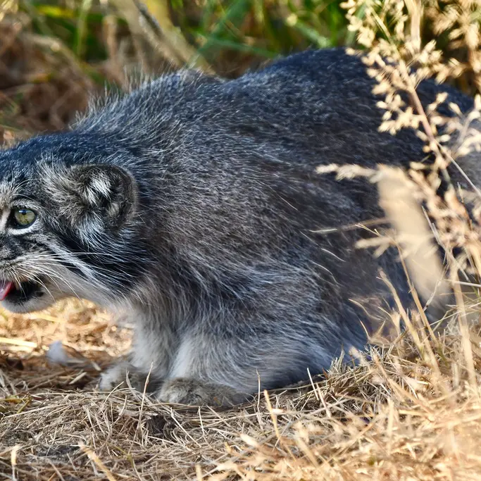 A photograph of Atlan in Port Lympne Wild Animal Park