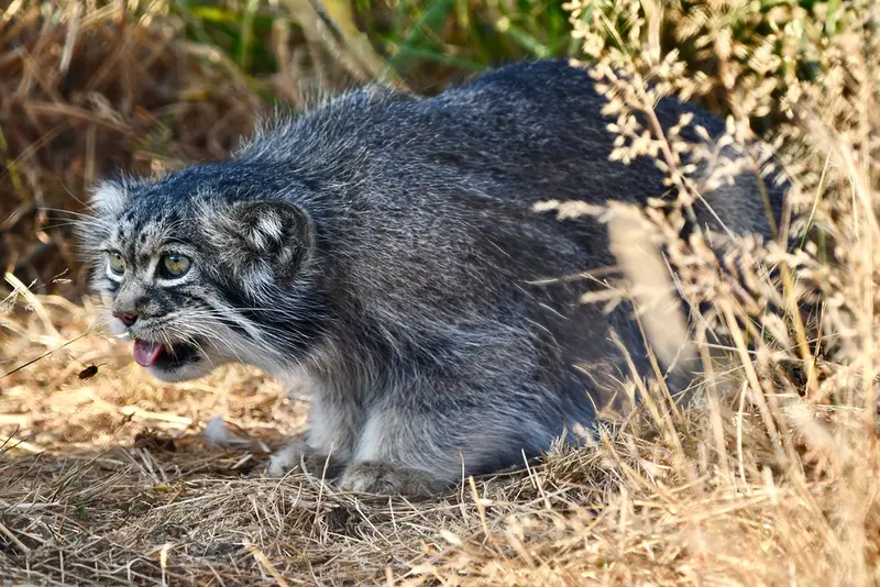 A photograph of Atlan in Port Lympne Wild Animal Park