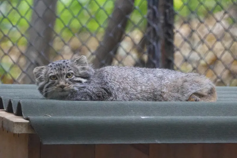 A photograph of a Pallas's cat in Novosibirsk Zoo