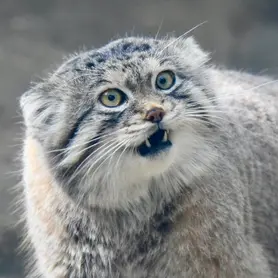 A photograph of Lev in Kobe Animal Kingdom