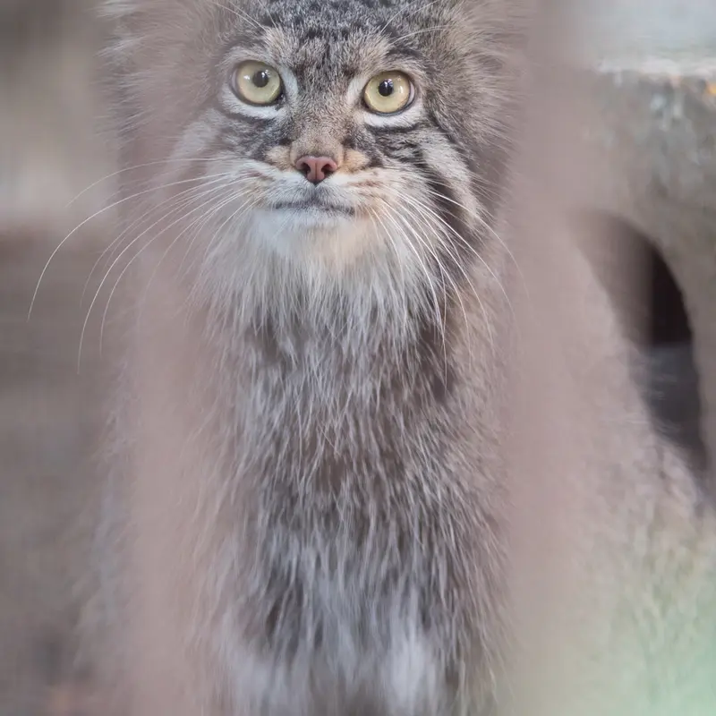 A photograph of Figa in Nogeyama Zoo