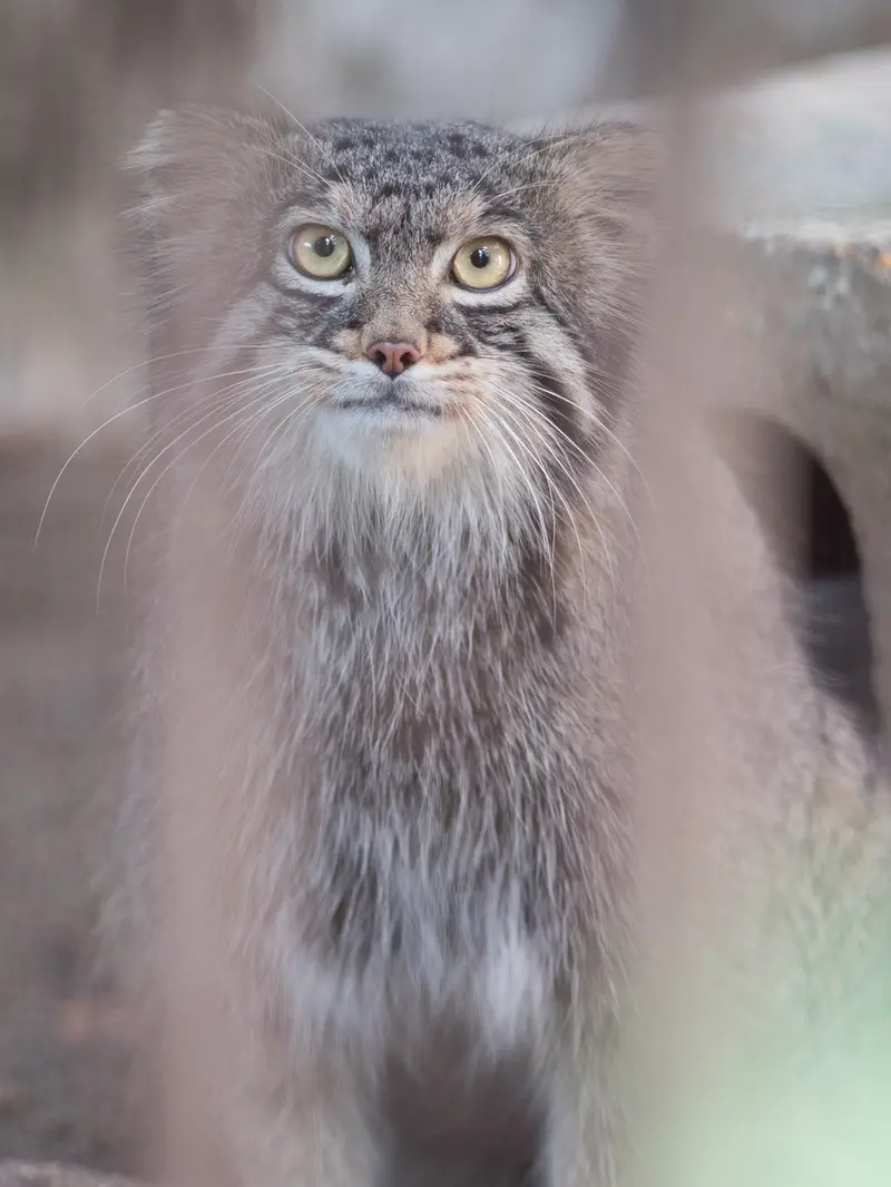A photograph of Figa in Nogeyama Zoo