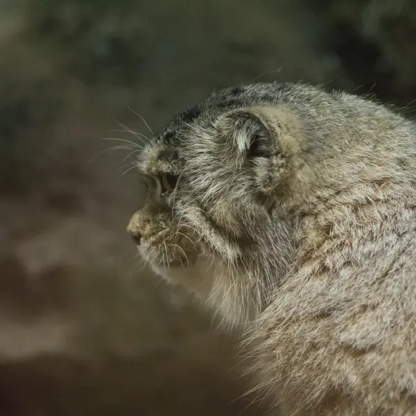 A photograph of Primula in Ueno Zoological Gardens
