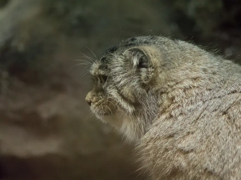 A photograph of Primula in Ueno Zoological Gardens