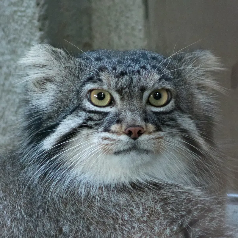 Figa the Pallas's cat from Nogeyama Zoo