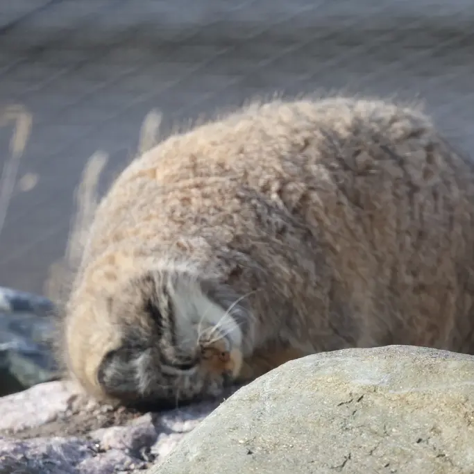 A photograph of Mimi in Korkeasaari Zoo