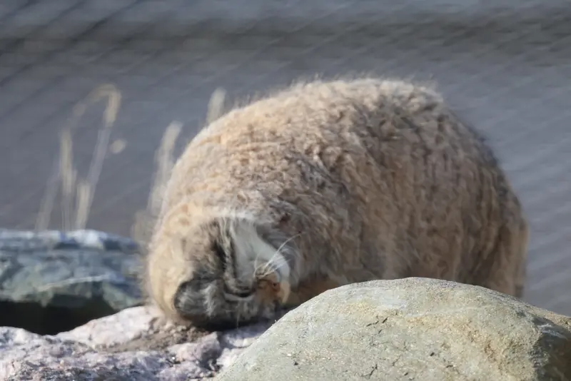 A photograph of Mimi in Korkeasaari Zoo