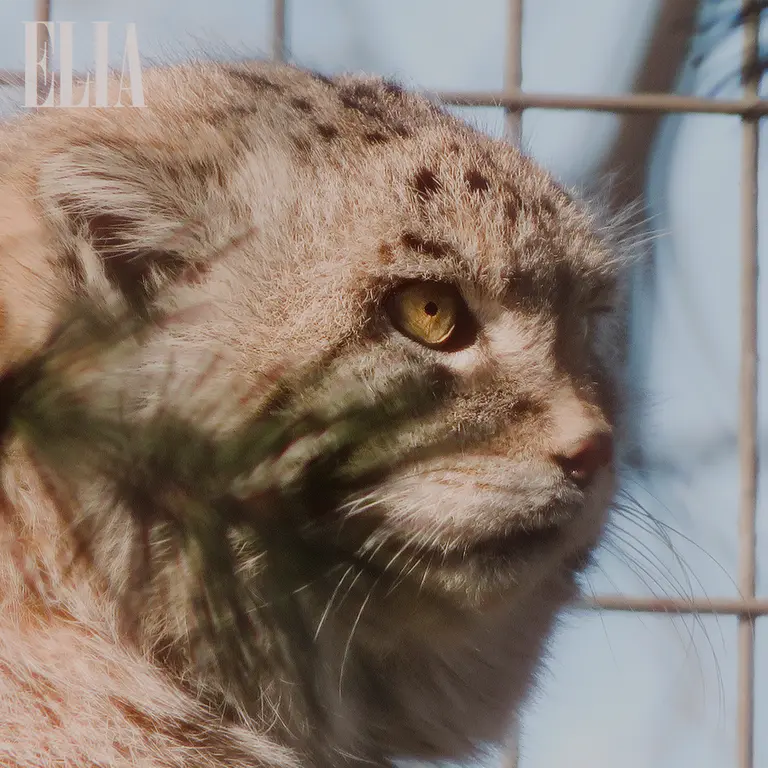 A photograph of Olaf in Calgary Zoo / Wilder Institute