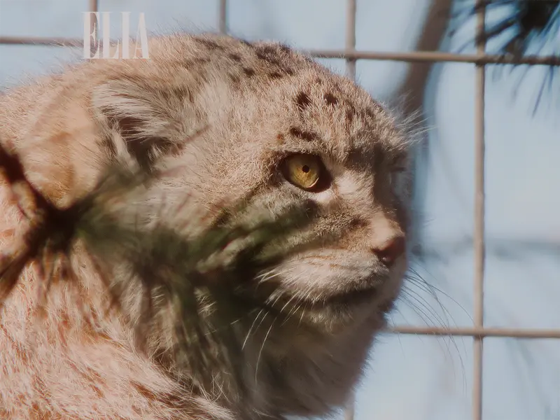A photograph of Olaf in Calgary Zoo / Wilder Institute