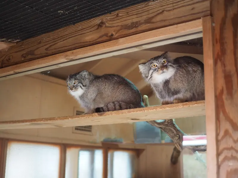 A photograph of Oliva and Primula in Saitama Children's Zoo