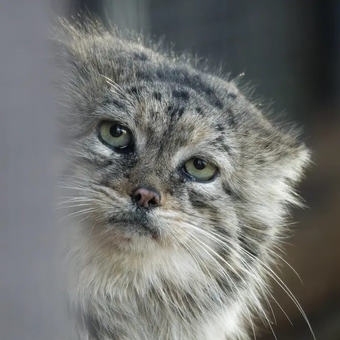 A photograph of Chogori in Brno Zoo