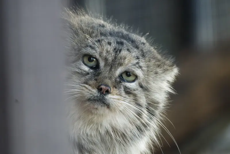 A photograph of Chogori in Brno Zoo