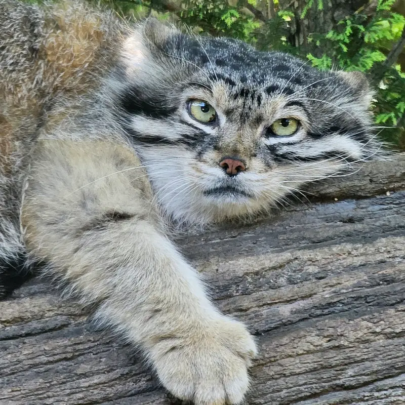 A photograph of Lev in Nasu Animal Kingdom