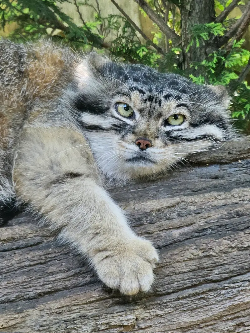 A photograph of Lev in Nasu Animal Kingdom