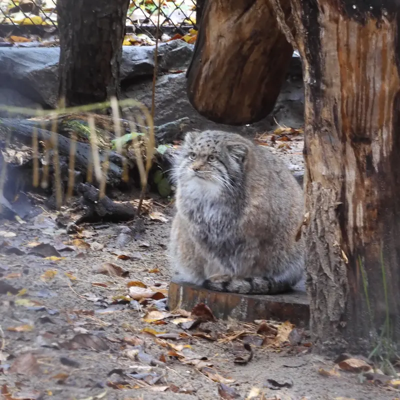 A photograph of Mia in Novosibirsk Zoo