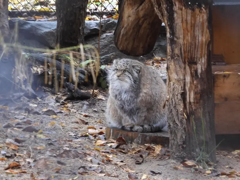 A photograph of Mia in Novosibirsk Zoo