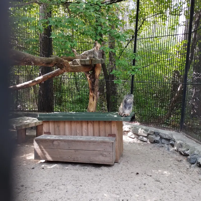 A photograph of a Pallas's cat in Novosibirsk Zoo