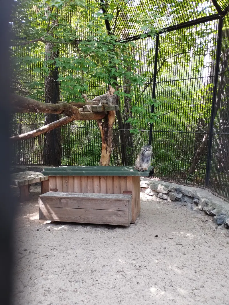A photograph of a Pallas's cat in Novosibirsk Zoo