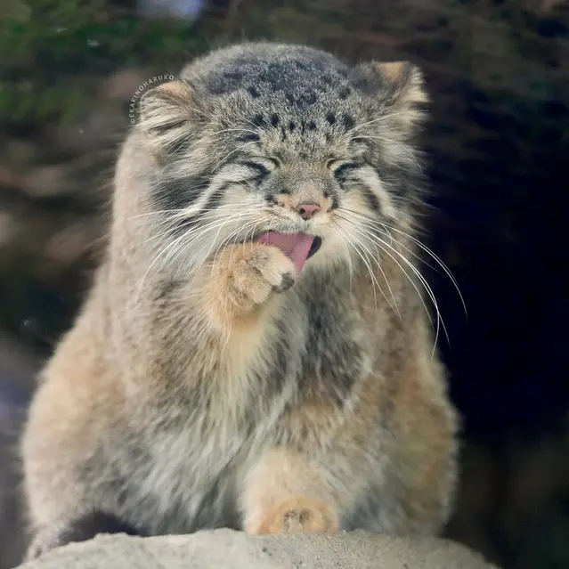 A photograph of Oto in Kobe Animal Kingdom