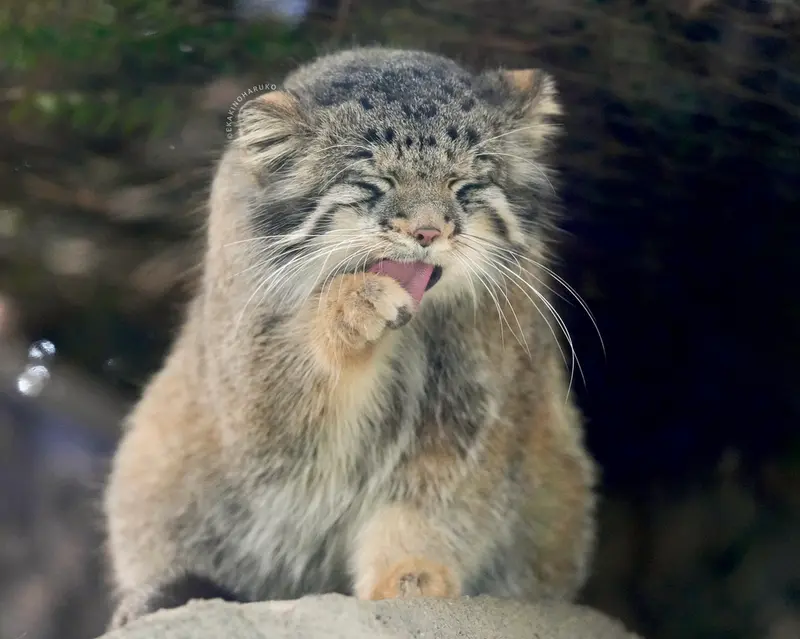 A photograph of Oto in Kobe Animal Kingdom
