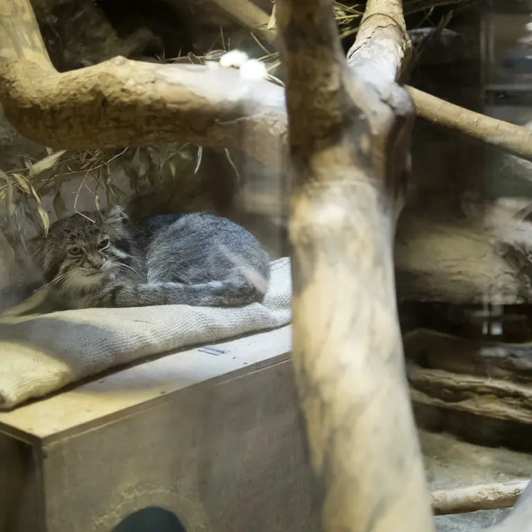 A photograph of Klyon in Ueno Zoological Gardens