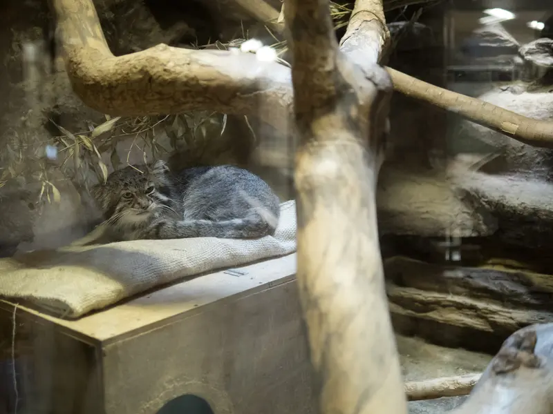 A photograph of Klyon in Ueno Zoological Gardens