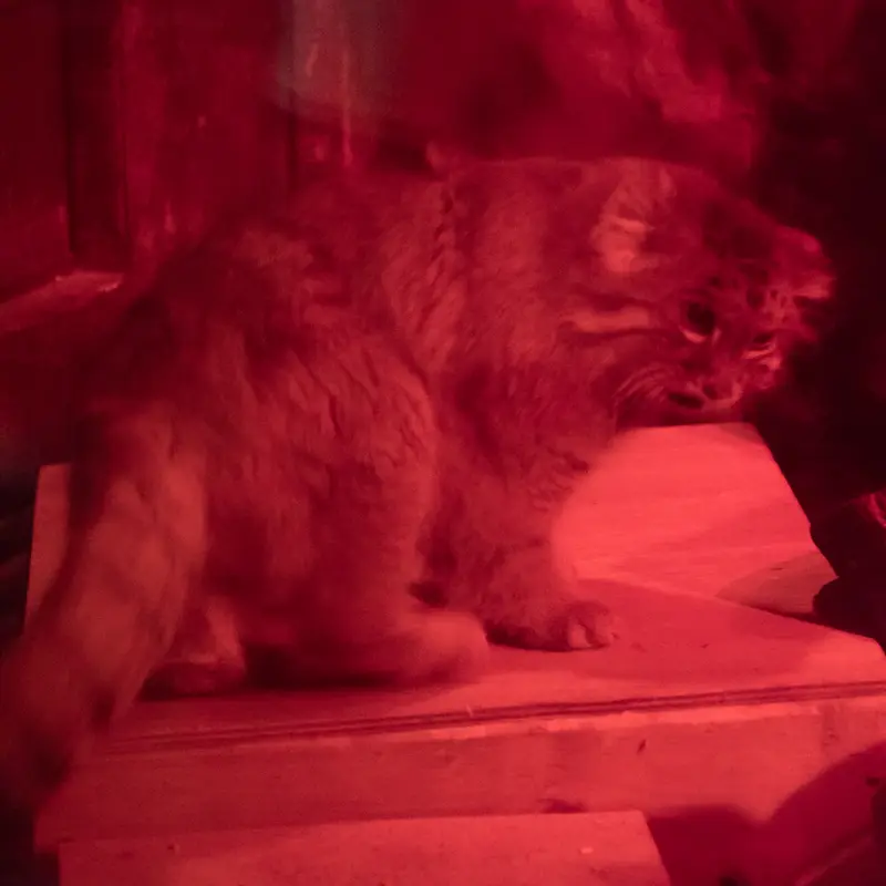 A photograph of Naim in Ueno Zoological Gardens