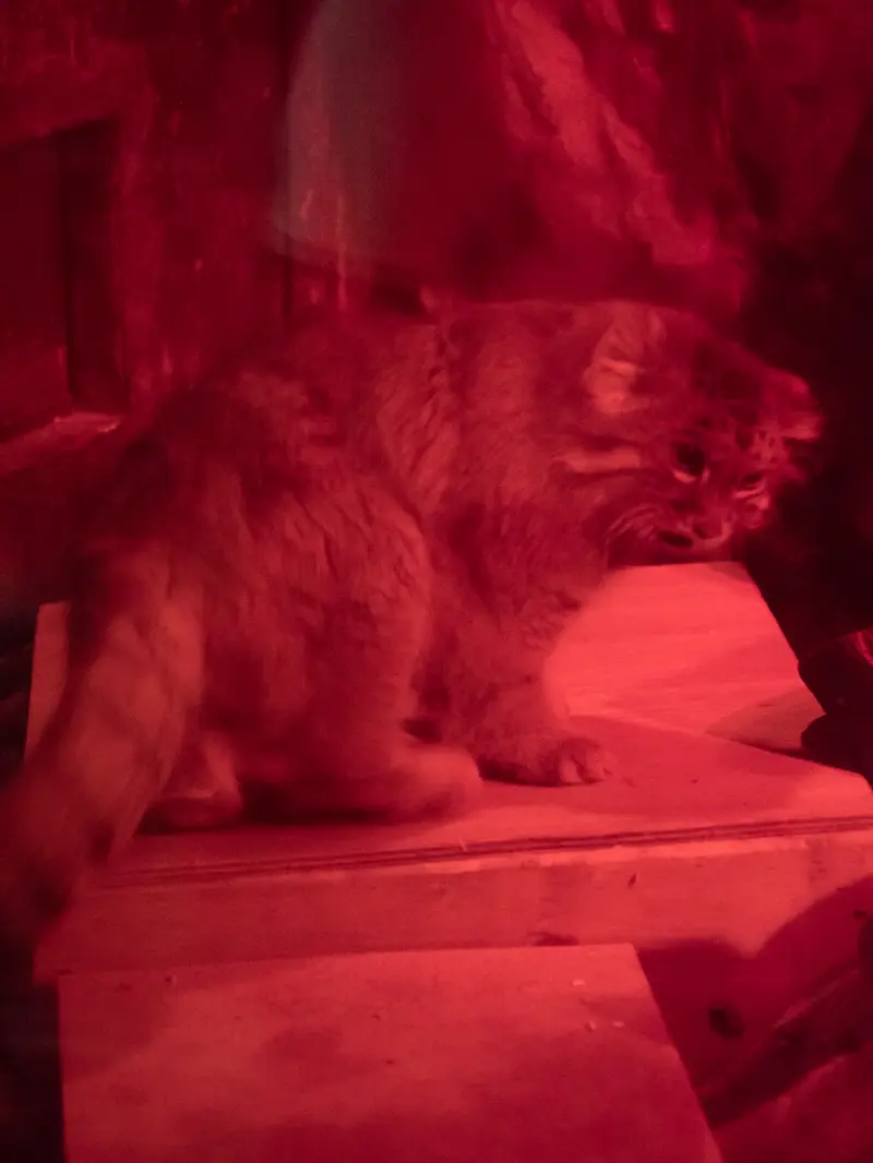 A photograph of Naim in Ueno Zoological Gardens