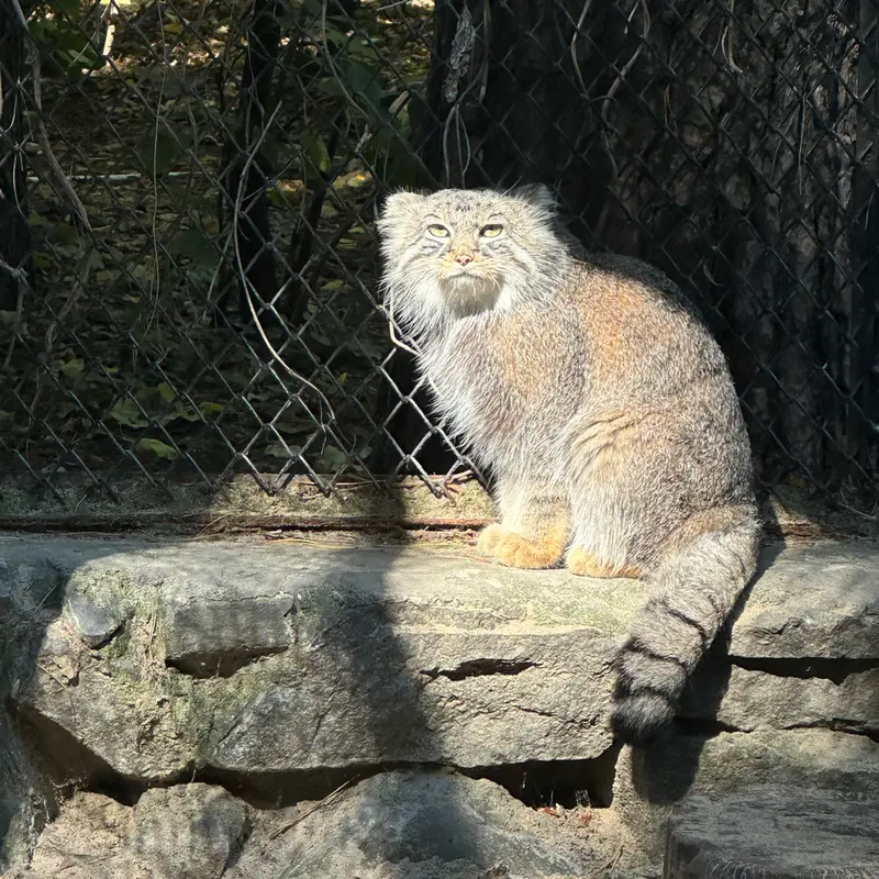 A photograph of Ruf in Novosibirsk Zoo