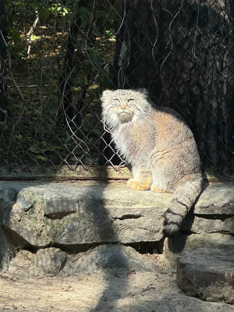 A photograph of Ruf in Novosibirsk Zoo