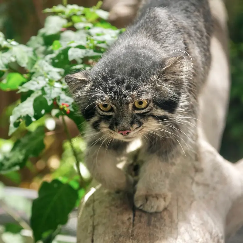 A photograph of Nar in Kobe Animal Kingdom