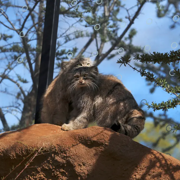 A photograph of Prinsessa and Spay in Prague Zoo