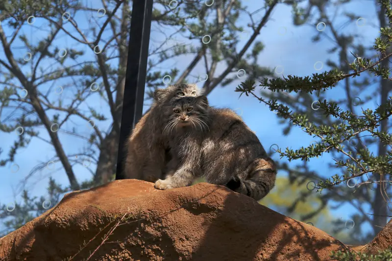 A photograph of Prinsessa and Spay in Prague Zoo