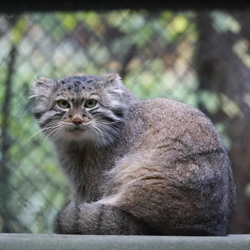 A photograph of Snezhana in Novosibirsk Zoo