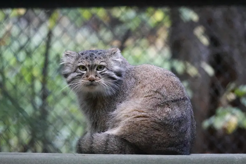 A photograph of Snezhana in Novosibirsk Zoo