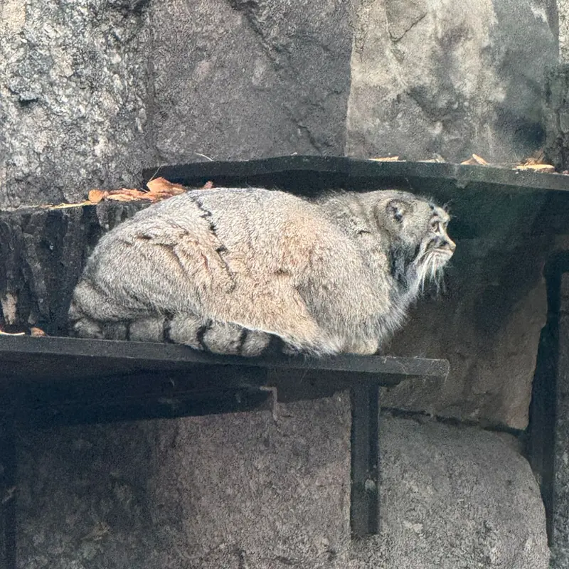 A photograph of Timofey in Moscow zoo