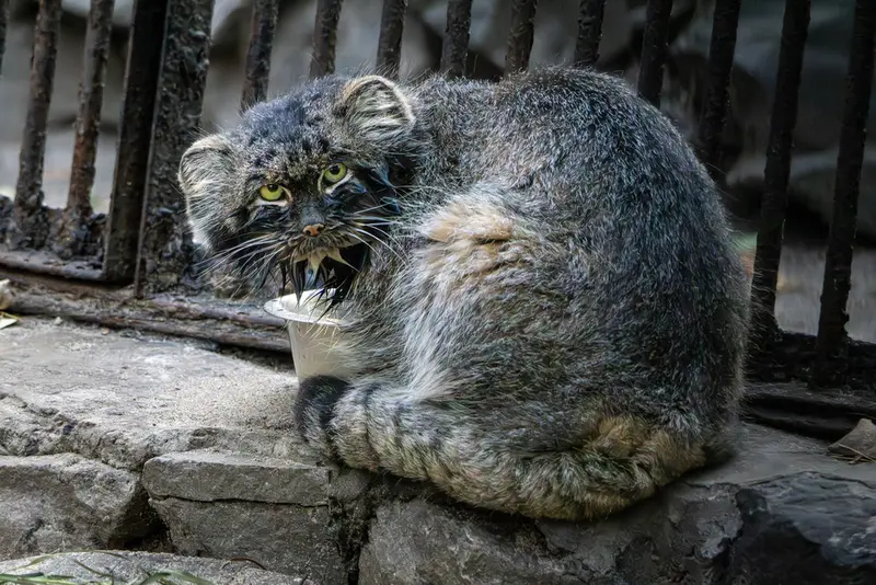 A photograph of Marik in Novosibirsk Zoo