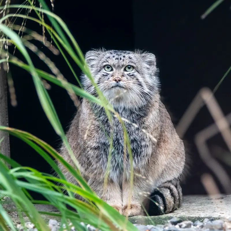 A photograph of Pluton in Ostrava Zoo