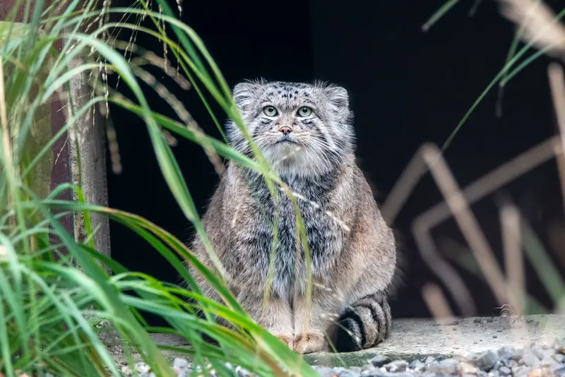A photograph of Pluton in Ostrava Zoo