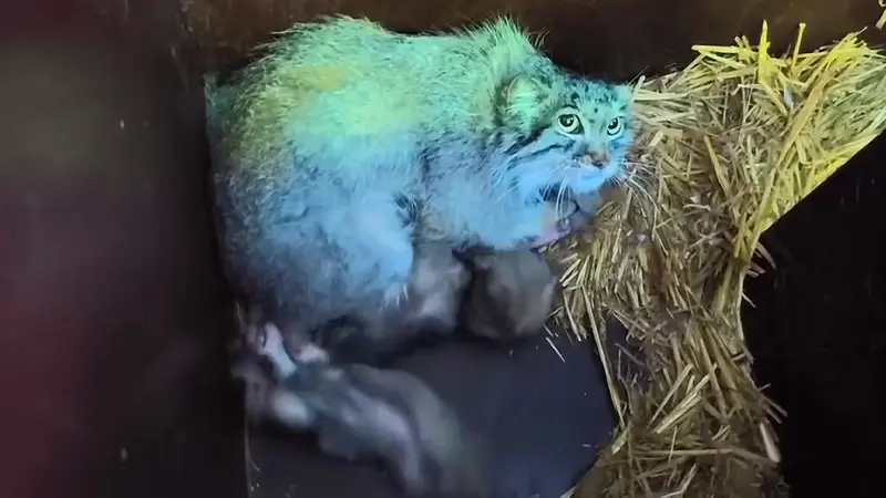 Minuls were born at the Brno Zoo! 🎉